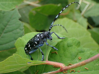 ゴマダラカミキリの成虫
