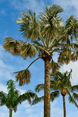 Fototapeta na wymiar palmier sous de soleil calédonien