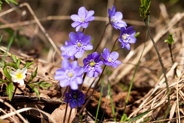 forest plants in the spring