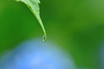 西の久保公園「アジサイ」