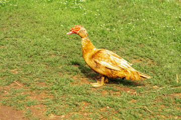 Fototapeta premium Muscovy Duck, Cairina moschata domestica. A duck drake stands in a green meadow.A large species of ducks, wild populations of which are common in Mexico and South America.