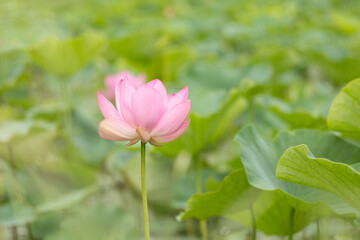 咲き始めた蓮の花　6月