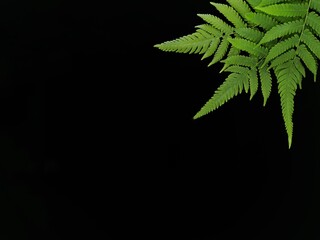 Male fern on a black background