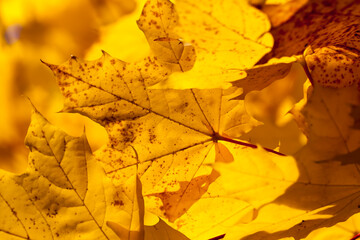 changing the color of maple in the autumn season