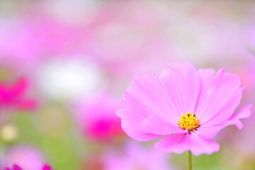 Fototapeta premium キリン花園のコスモス