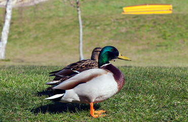 waterfowl wild birds ducks in the wild