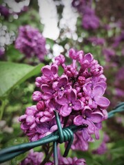 flowers in the garden