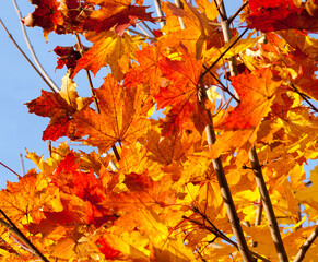 maple foliage in autumn leaf fall