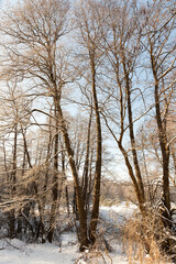 bare deciduous trees in the snow in winter