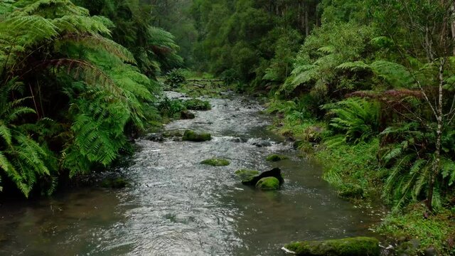 Mindful meditation rainforest river 4k