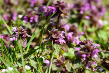 purple flowered nettle, details in nature