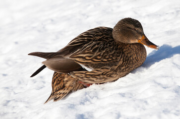 ducks live in the city near the river, in winter they are fed by people