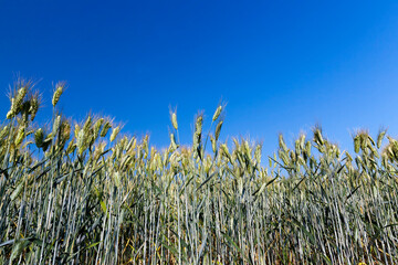 rye crop against the sky