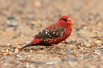 Red avadavat bird finding some food on the ground.