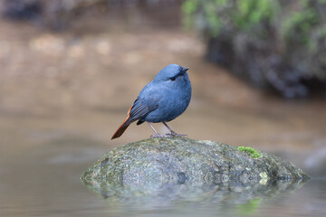 Plumbeous Water Redstart, the beautiful blue bird standing on the mossy rock in the stream with water moving in blur background