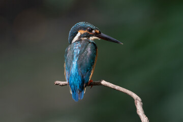 The common kingfisher (Alcedo atthis) also known as the Eurasian kingfisher is a small kingfisher. It is resident in much of its range, but migrates from areas where rivers freeze in winter.	