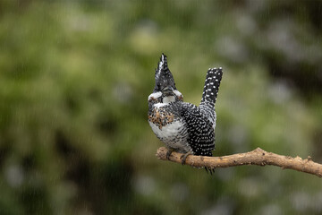Bird color back and white of Kingfisher Bird, Crested Kingfisher ( Megaceryle lugubris ), Standing on the branch showing it back profile, in real nature	