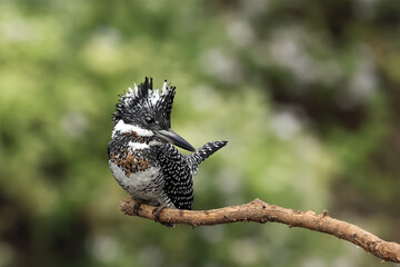 Bird color back and white of Kingfisher Bird, Crested Kingfisher ( Megaceryle lugubris ), Standing on the branch showing it back profile, in real nature	