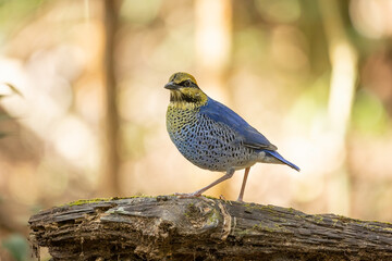 Blue pitta bird..Colorful blue pitta bird standing on the ground looking for food, rearview.	