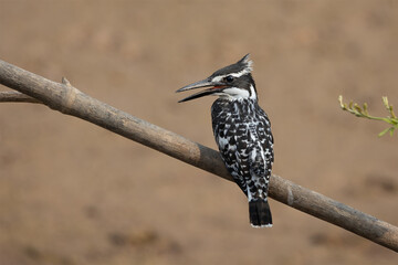 A pied Kingfisher sitting on a branch above the chobe river. Pied Kingfisher perched against a super background.	