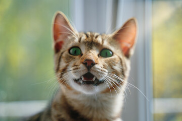 Striped cat with open mouth looks at camera. Close-up of funny green-eyes pussycat. Pet sits at windowsill. Awesome domestic animals. Summer out of window.