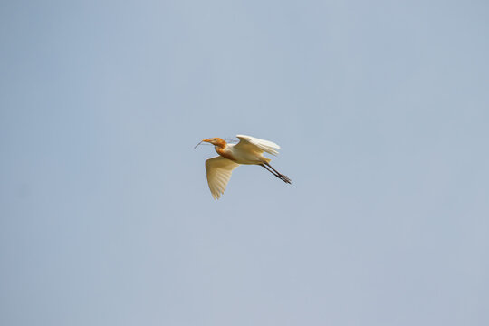 A cattle egret (bubulcus ibis) flying with a stick to build a nest.