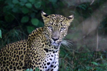 Portrait of a leopard