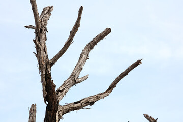 Dry branches with cracked dark bark of dead tree effect from drought