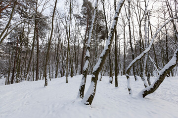 deciduous trees without foliage in the winter season
