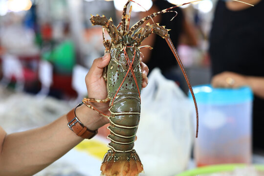 Hand hold showing Fresh spiny lobster or Panulirus ornatus