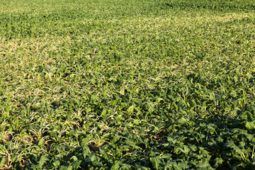 farming with problems in obtaining yields