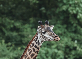 Giraffe