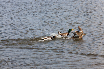 beautiful waterfowl ducks in spring or summer