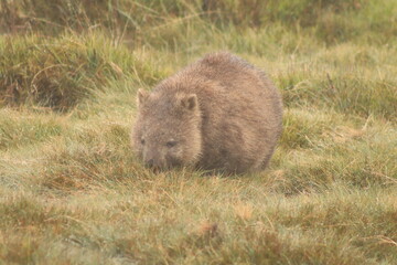 Cute, lone Australian native wombat eating grass in a national park grounds on a rainy wintery day in central Tasmania.