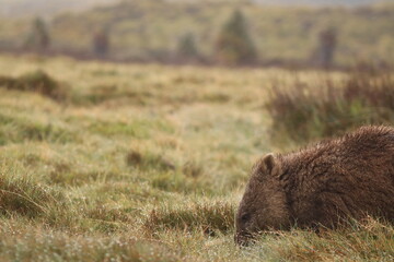 Cute, lone Australian native wombat eating grass in a national park grounds on a rainy wintery day in central Tasmania.
