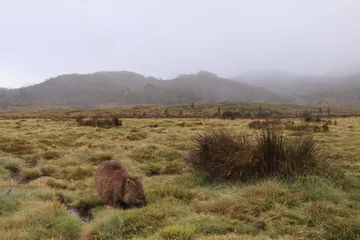 Crédence de cuisine en verre imprimé Mont Cradle Cute, lone Australian native wombat eating grass in a national park grounds on a rainy wintery day in central Tasmania.