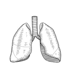肺のイラスト　線画