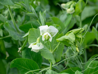 Blooming peas, agriculture. White flowers close up. Macro.