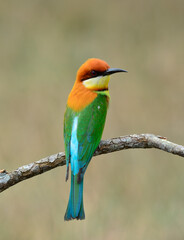 Chestnut-headed bee-eater (Merops leschenaulti) beautiful green bird with orange head birds perching on the branch, magnificent nature