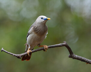 Chestnut-tailed Starling (Sturnia malabarica) beautiful grey bird with blue face and orange vent perching on the branch, lovely nature