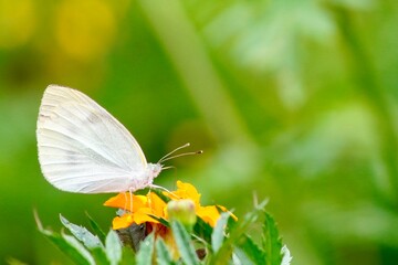 花と蝶のクローズアップ写真