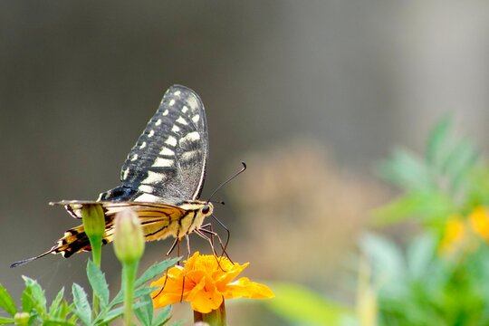 花と蝶のクローズアップ写真