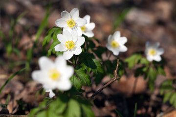 the first flowers growing in forests