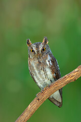 Oriental Scops Owl (Otus sunia) perching on wooden branch over green blur background found in eastern and southern Asia and deciduous forests, exotic nature