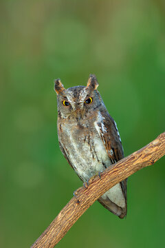 Oriental Scops Owl (Otus sunia) perching on wooden branch over green blur background found in eastern and southern Asia and deciduous forests, exotic nature