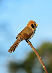 Spot-breasted Parrotbill (Paradoxornis guttaticollis) the lovely brown bird with short bills and noisy singing perching on top of the stick over bright blue sky