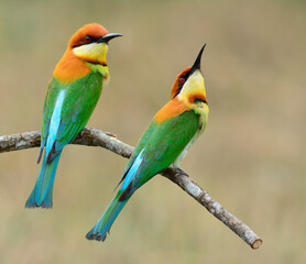 Sweet pair of Chestnut-headed bee-eater (Merops leschenaulti) beautiful green birds with orange together perching on the branch, magnificent nature