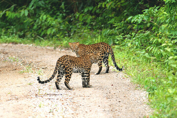 Twin of Juvenile Leopards (Panthera pardus) beautiful camouflage wild cats standing strong together on gravel road in Keang krachan national park, Thailand
