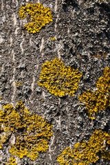 old dry lichen yellow on the surface