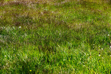 green grass growing in the field